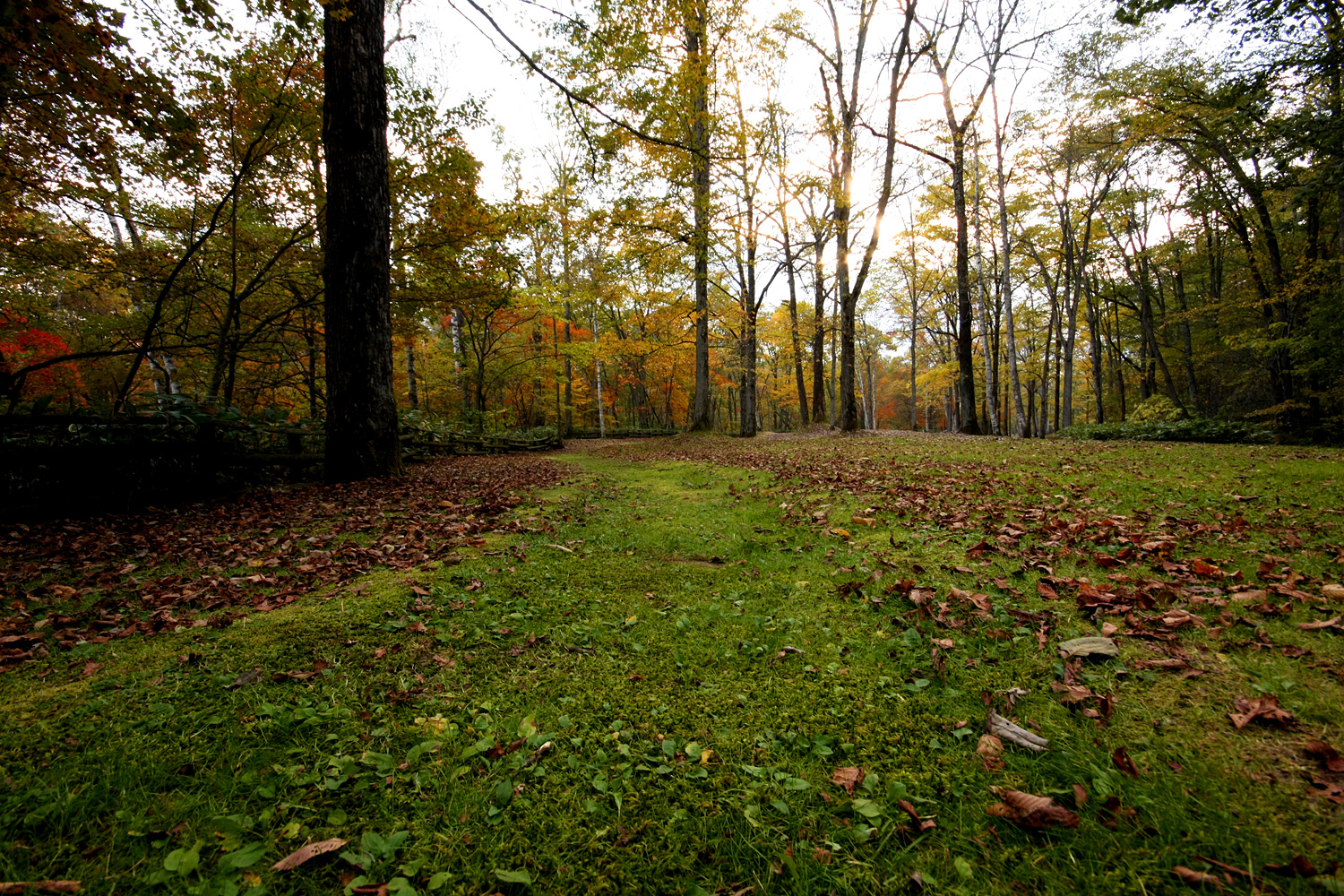 苔の道と落ち葉の絨毯