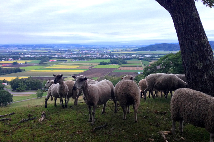 放牧地には1000頭を超える羊の群れが